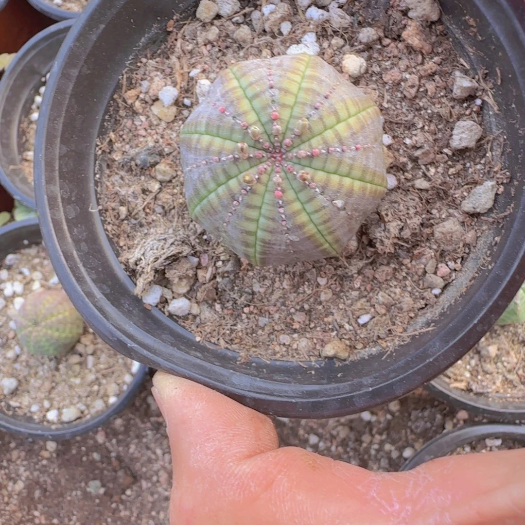 ****迪块根植物块根植物