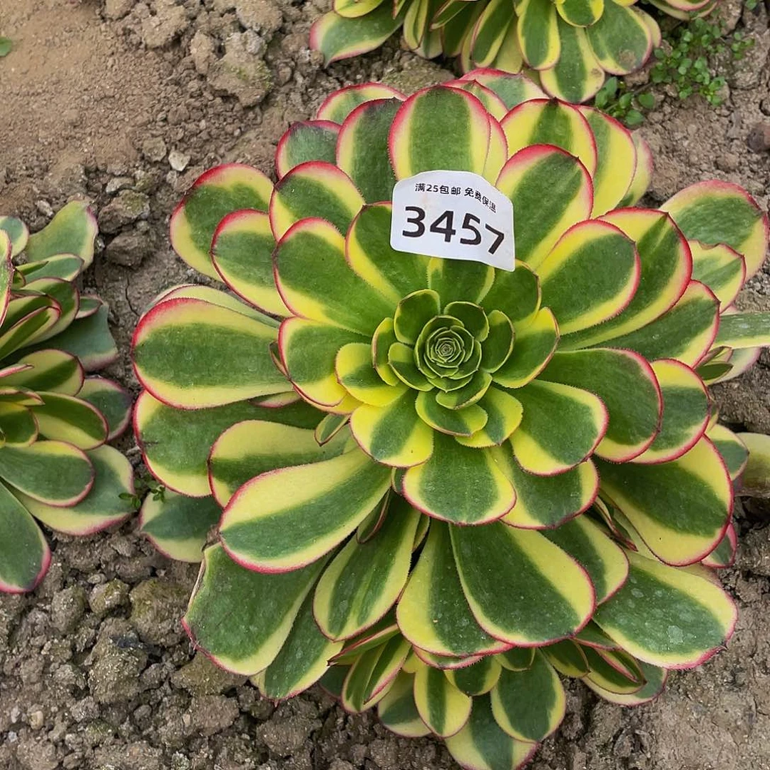 3457万圣节奶白多肉植物