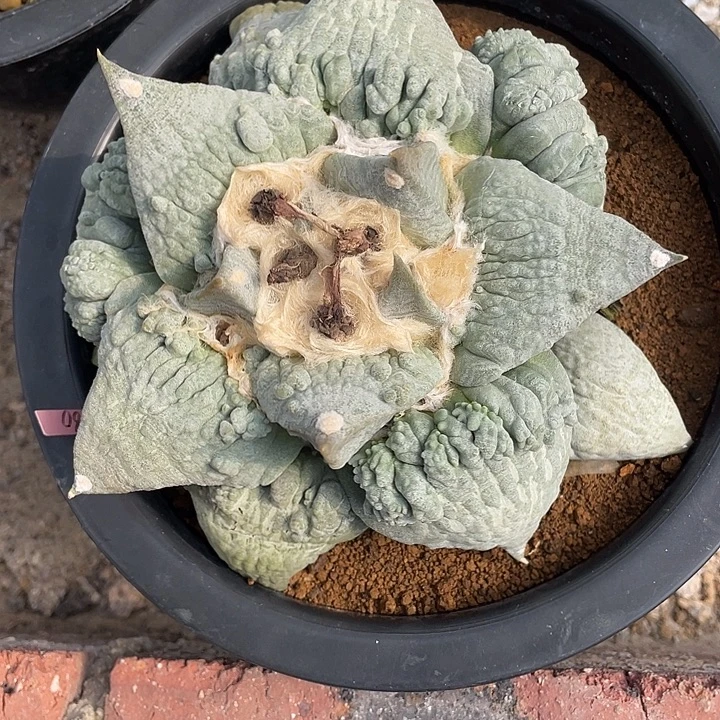 实生白肌怒涛13.5公分