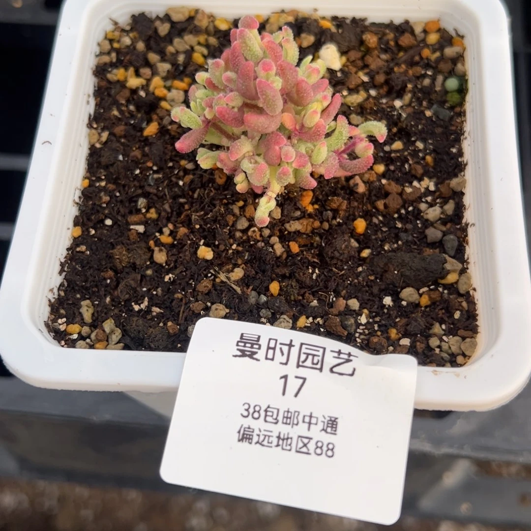 吻*2.5红宝石锦多肉植物17