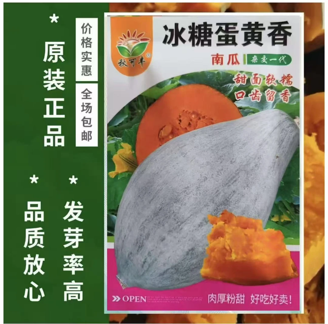 【冰糖蛋黄香南瓜种子】甜面香新疆丑瓜蛋黄南瓜杂交品种