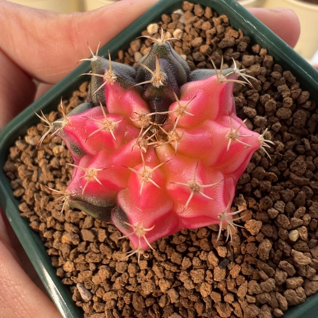 314 好看的米哈冲冲冲