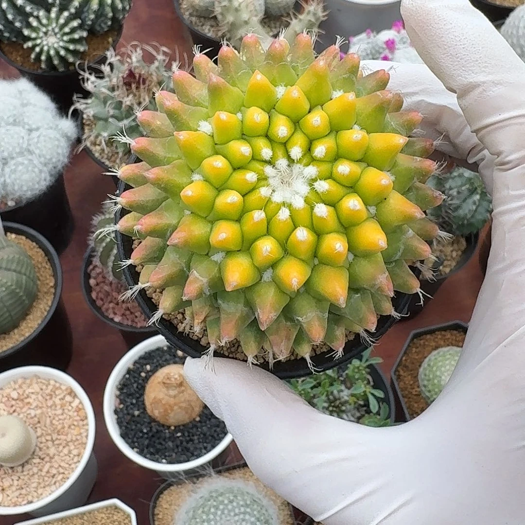 呀***！73号银春锦仙人球12