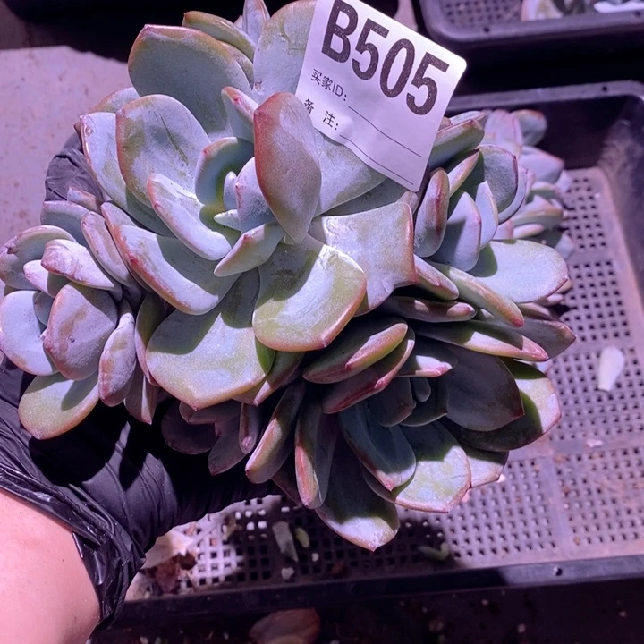 505奶茶多头呀呀呀