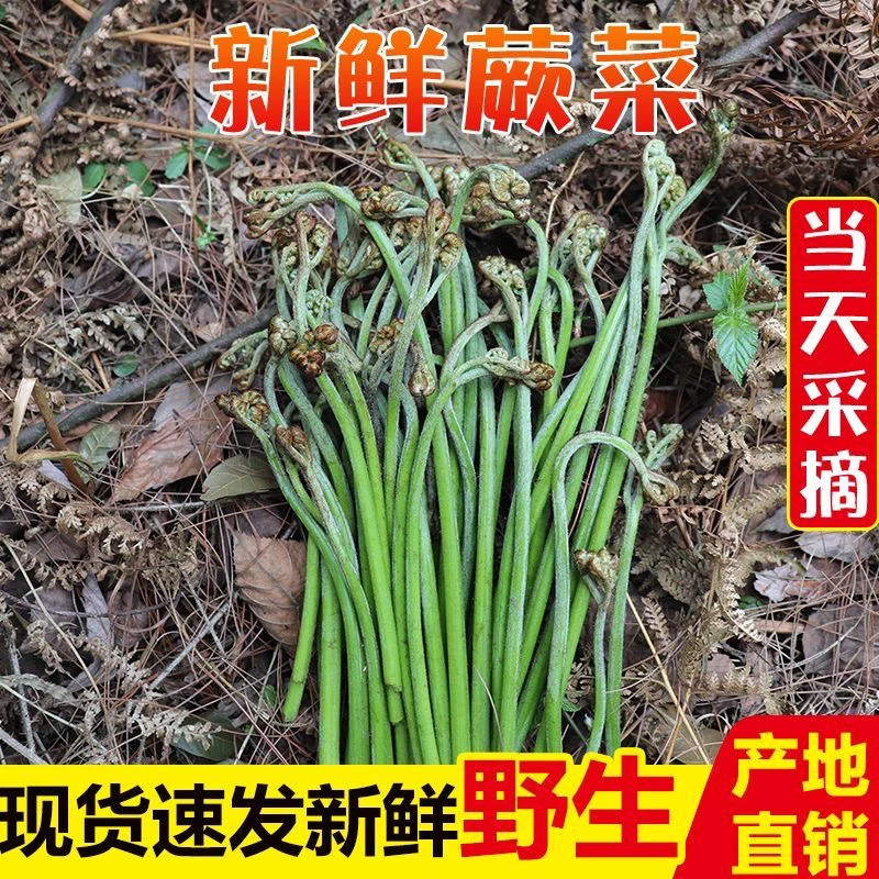 四川新鲜野生蕨菜现摘现发