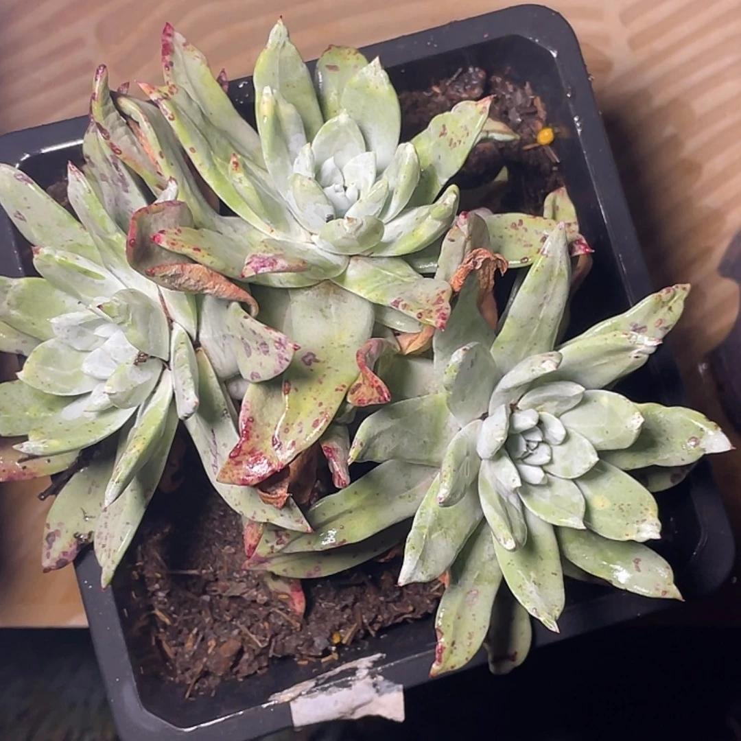 【闪购商品】土*垚帕翠莎