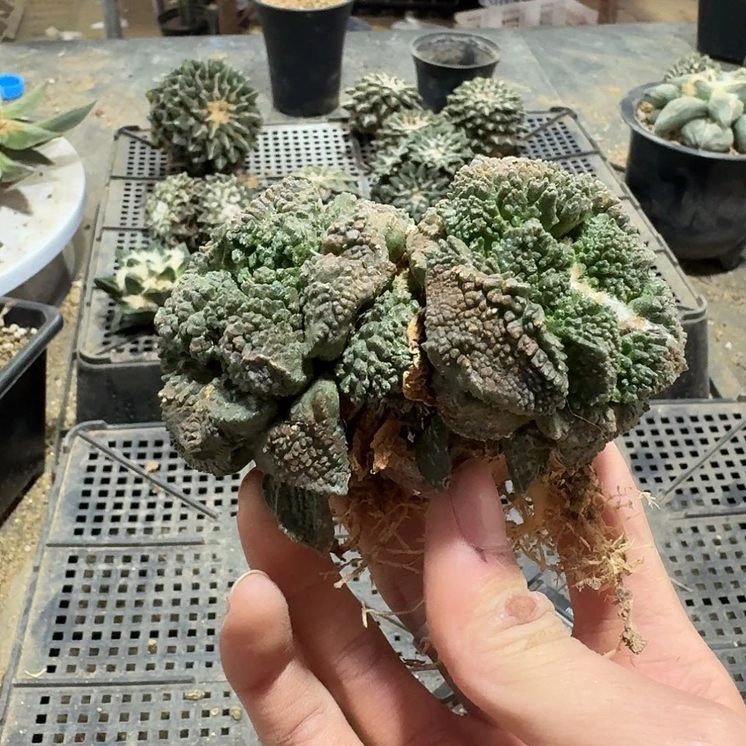 563号仙人球萝卜根