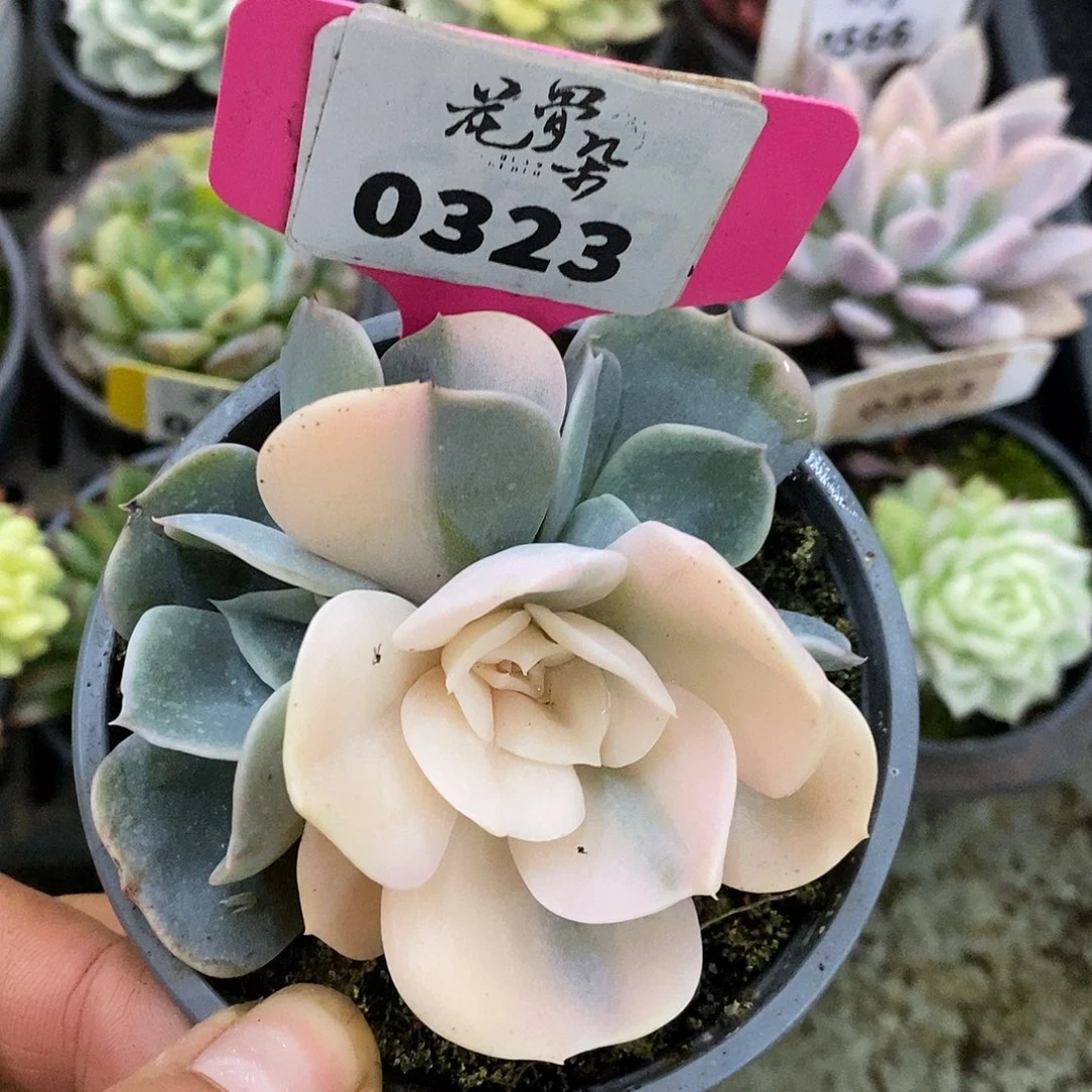 323三头双子座哈哈哈哈