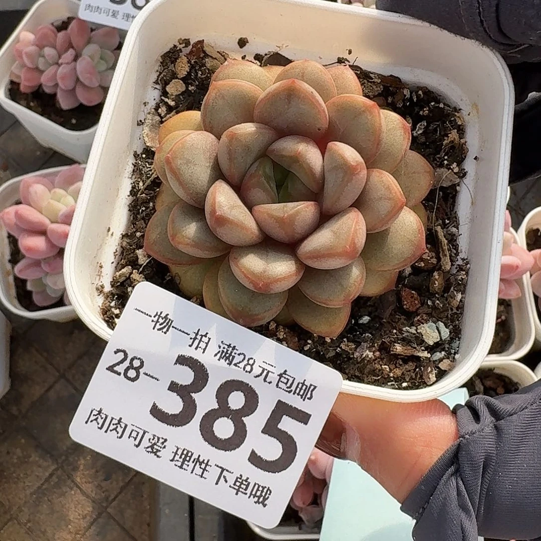 葡萄无盆土发货无