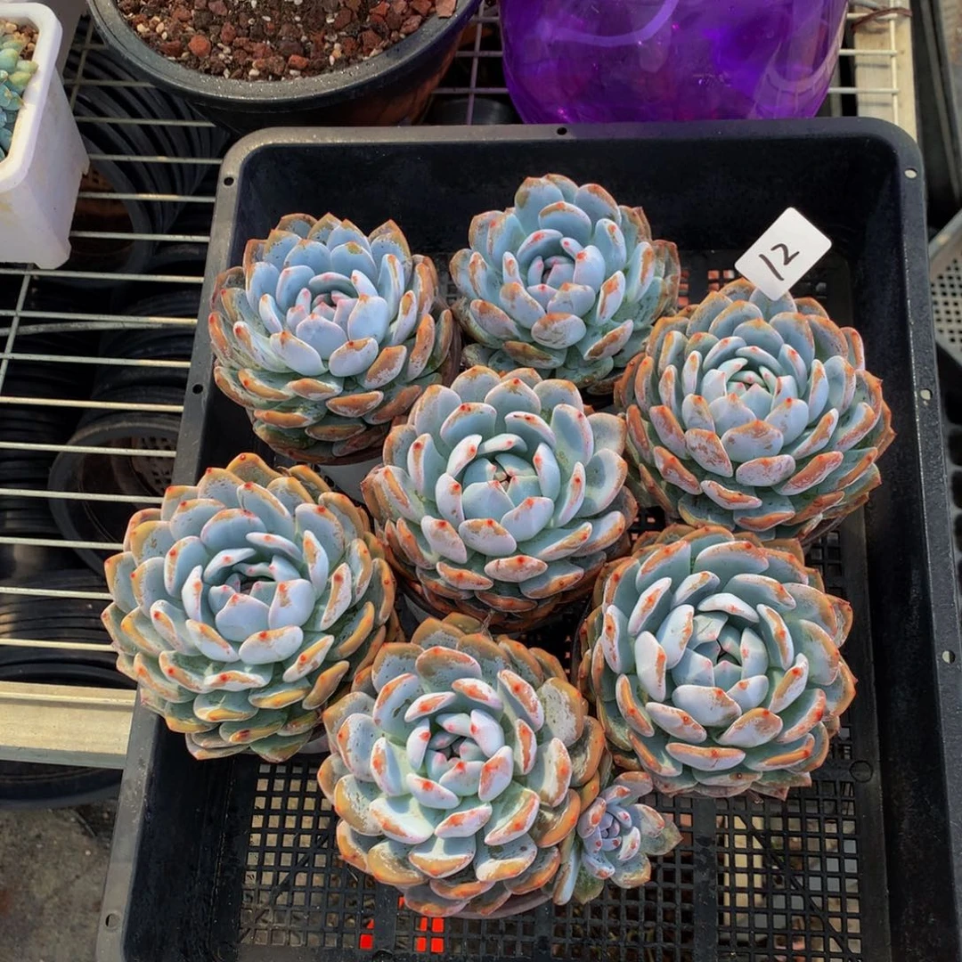 10612七个嗯嗯嗯嗯嗯嗯嗯嗯嗯好喜欢