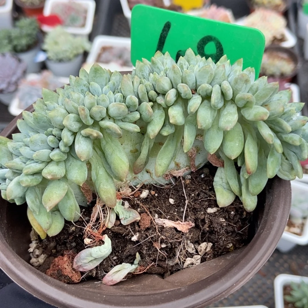 609奶糖缀多肉植物