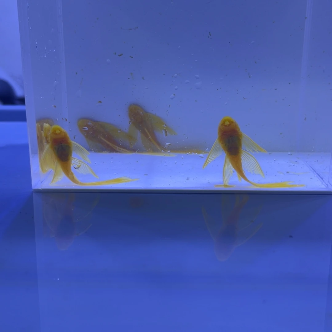 孔雀鱼大帆5条开箱视频报损
