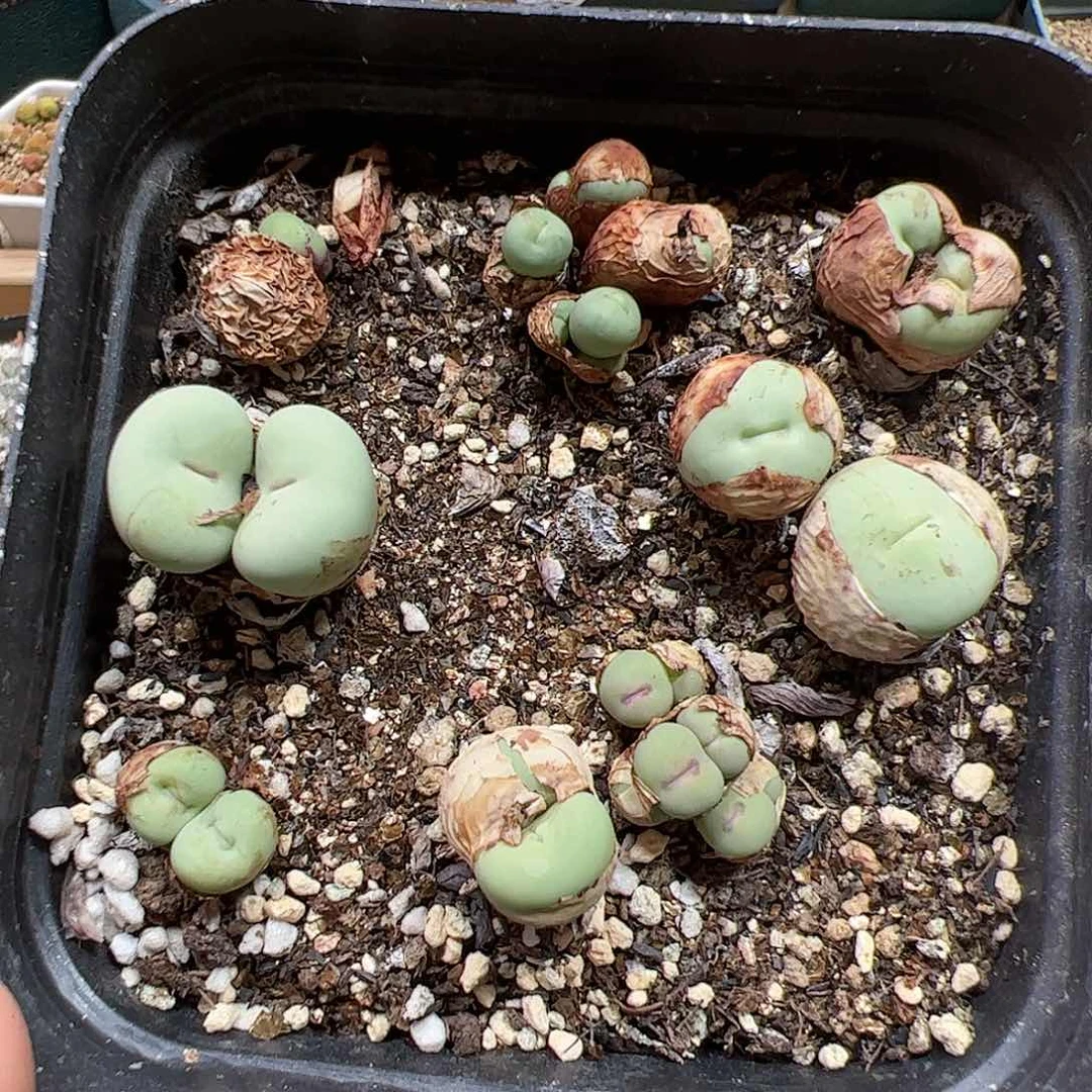 【闪购商品】132 清盒