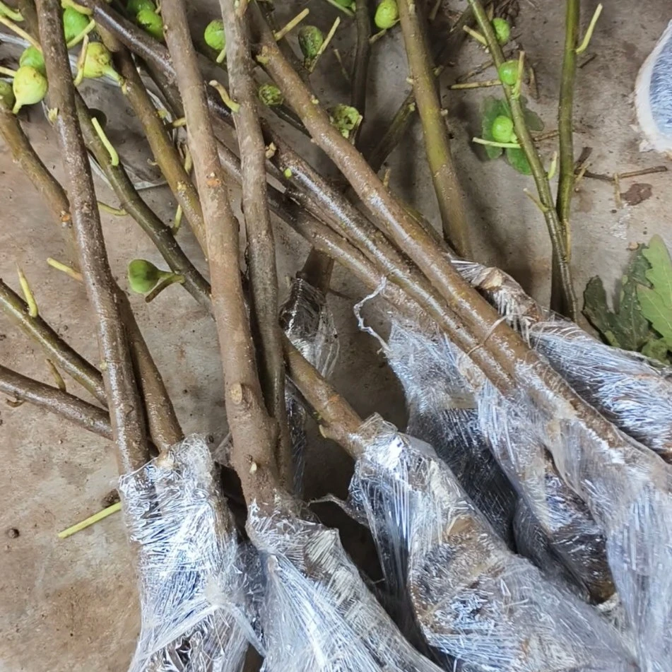 金傲芬青皮彩虹波姬红果树布兰瑞克芭劳奈适合南北方无花果树苗