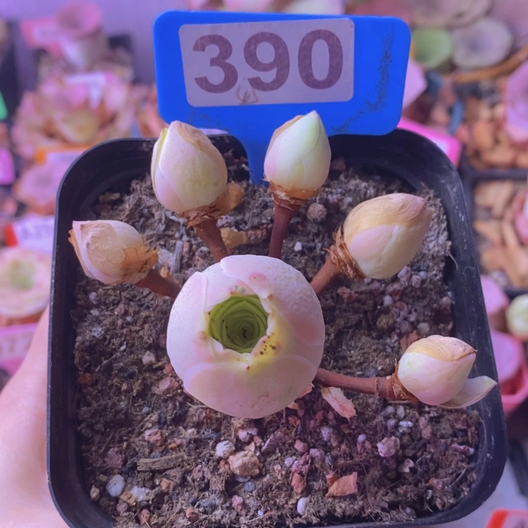 ༄****多头玫瑰一物一拍390 断崽不售后