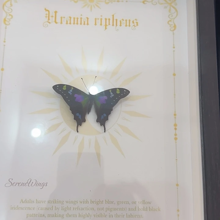 玫瑰蝴蝶蝴蝶蝴蝶134