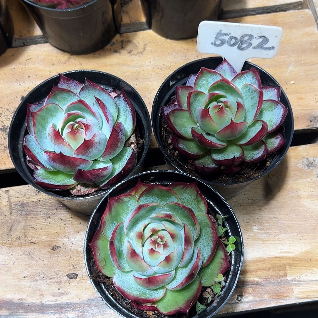 琪***儿小惊鸿仙子8公分左右三颗5082号