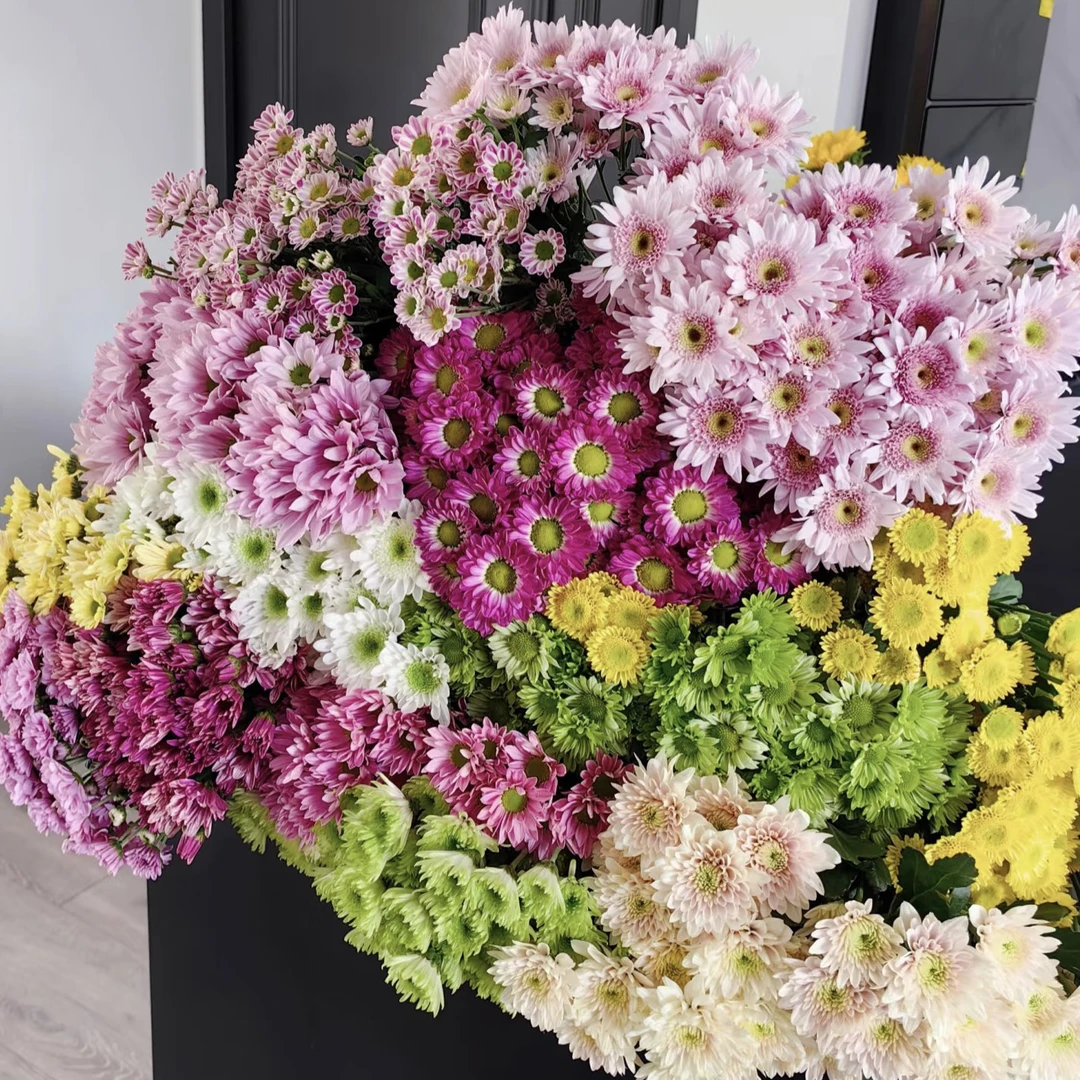 小雏菊 鲜切花水养超长待机云南基地直发