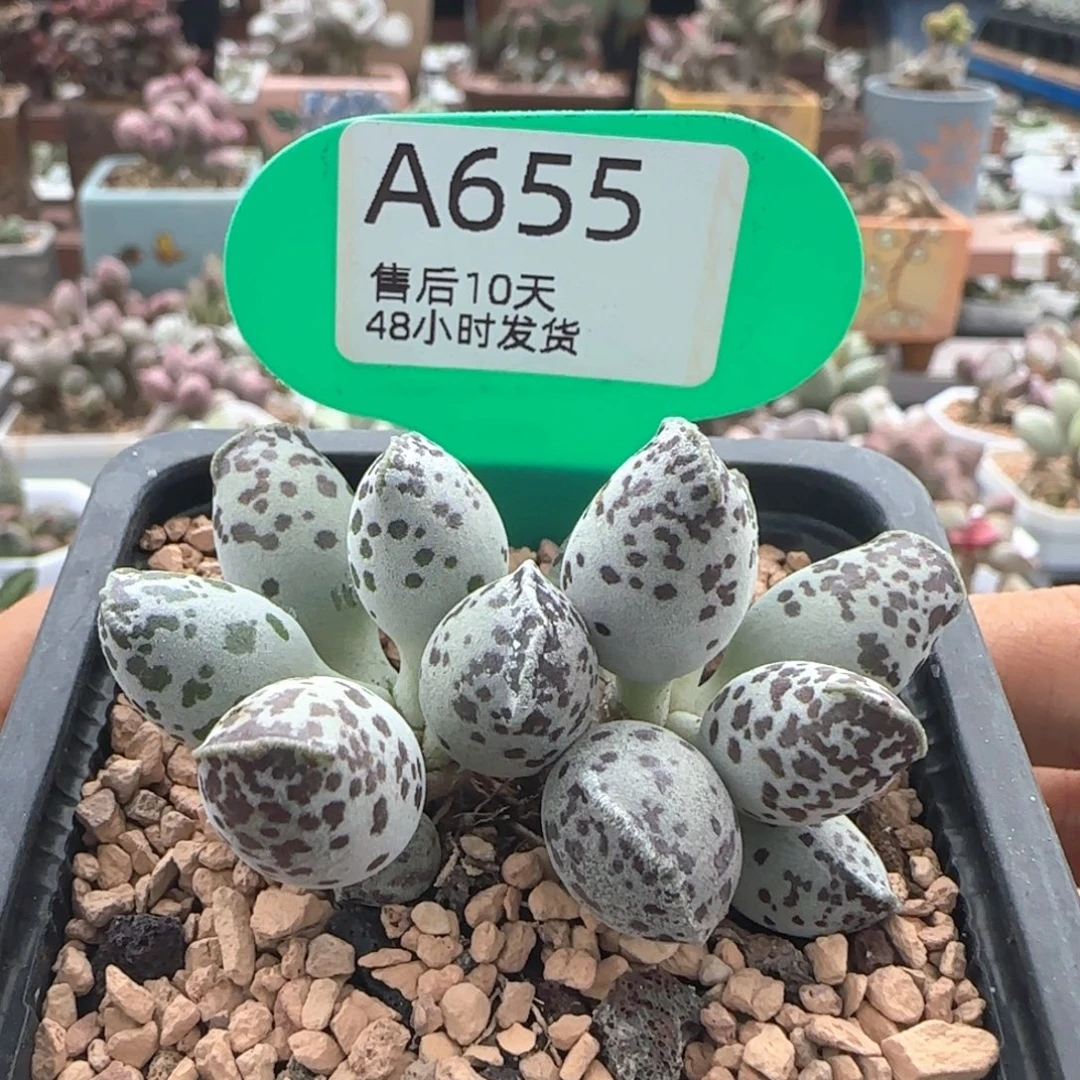 特白肌海豹。     655。