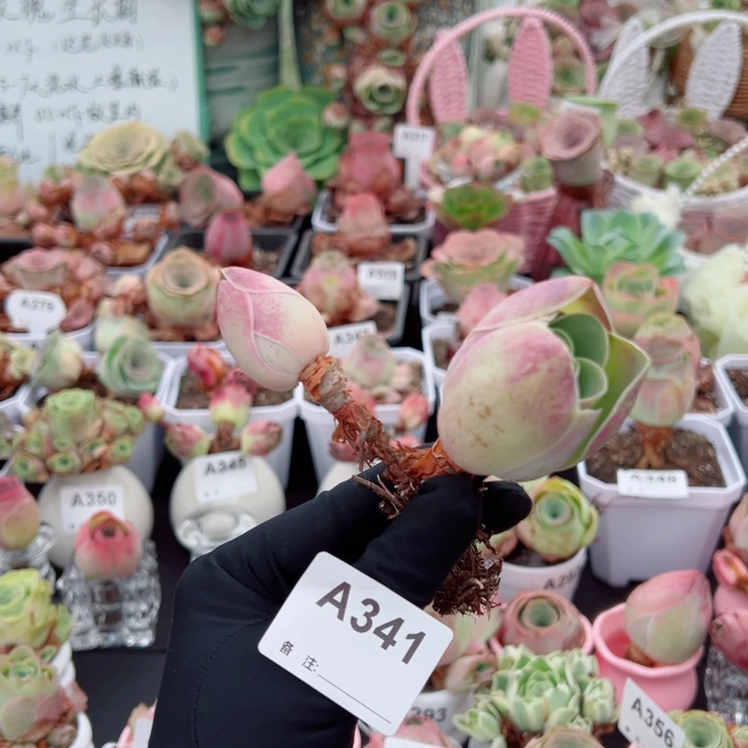 雅***鴻341地中海花园老桩飘枝