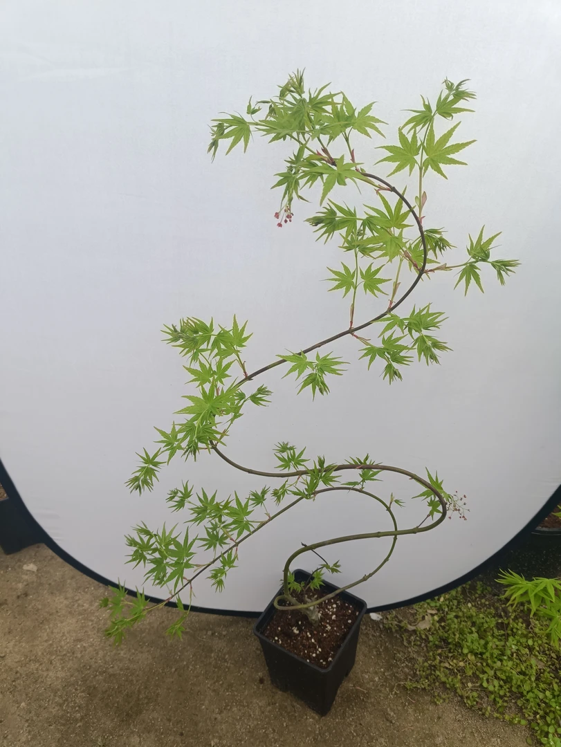 日系意境造景黄金青叶流泉枫树盆栽树苗茶室庭院绿植