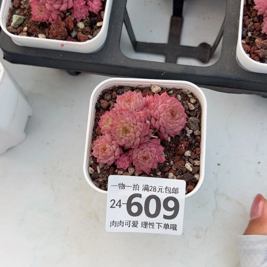 美*小红梅多肉多肉多肉多