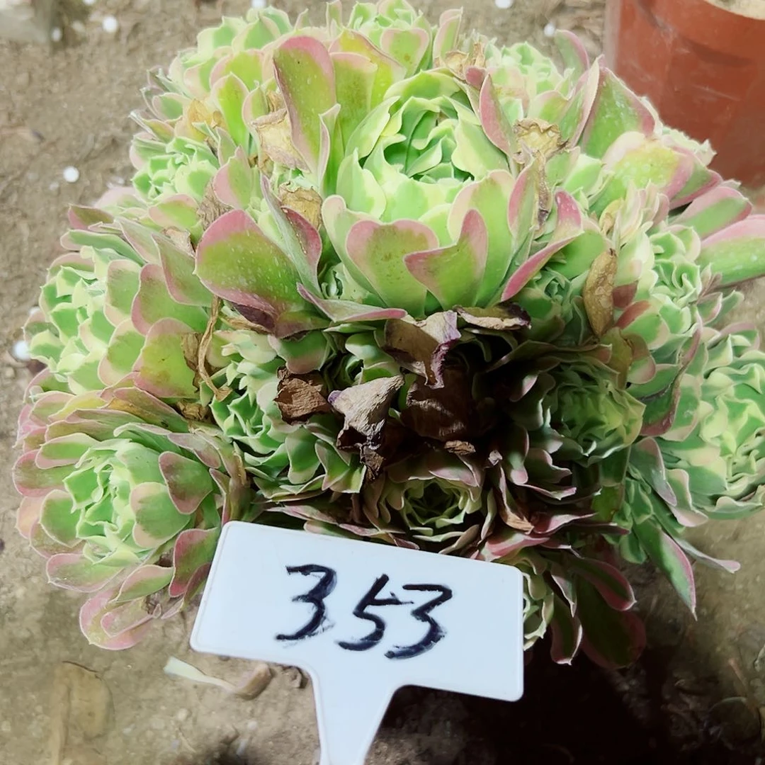 多肉植物白风法师
