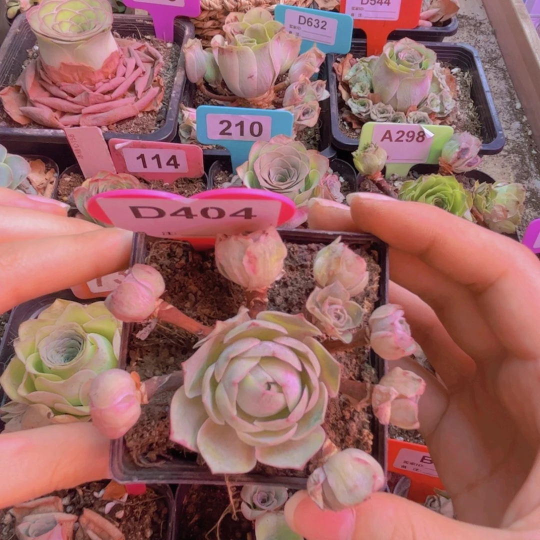 404山地玫瑰手捧玫瑰