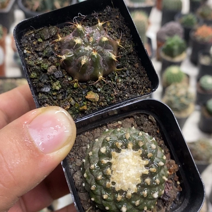 墨碟天子玉2颗特价