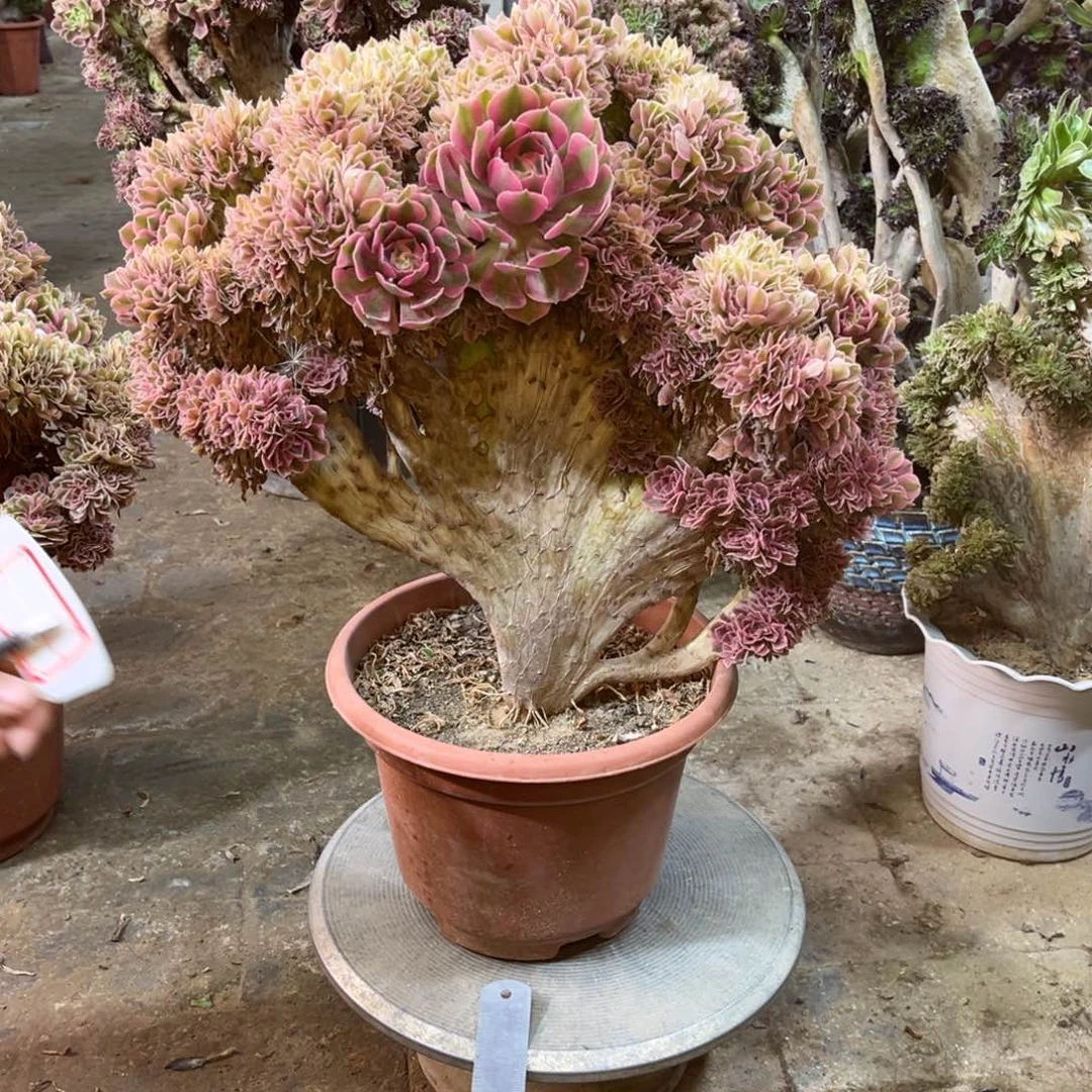 精品法师一物一拍