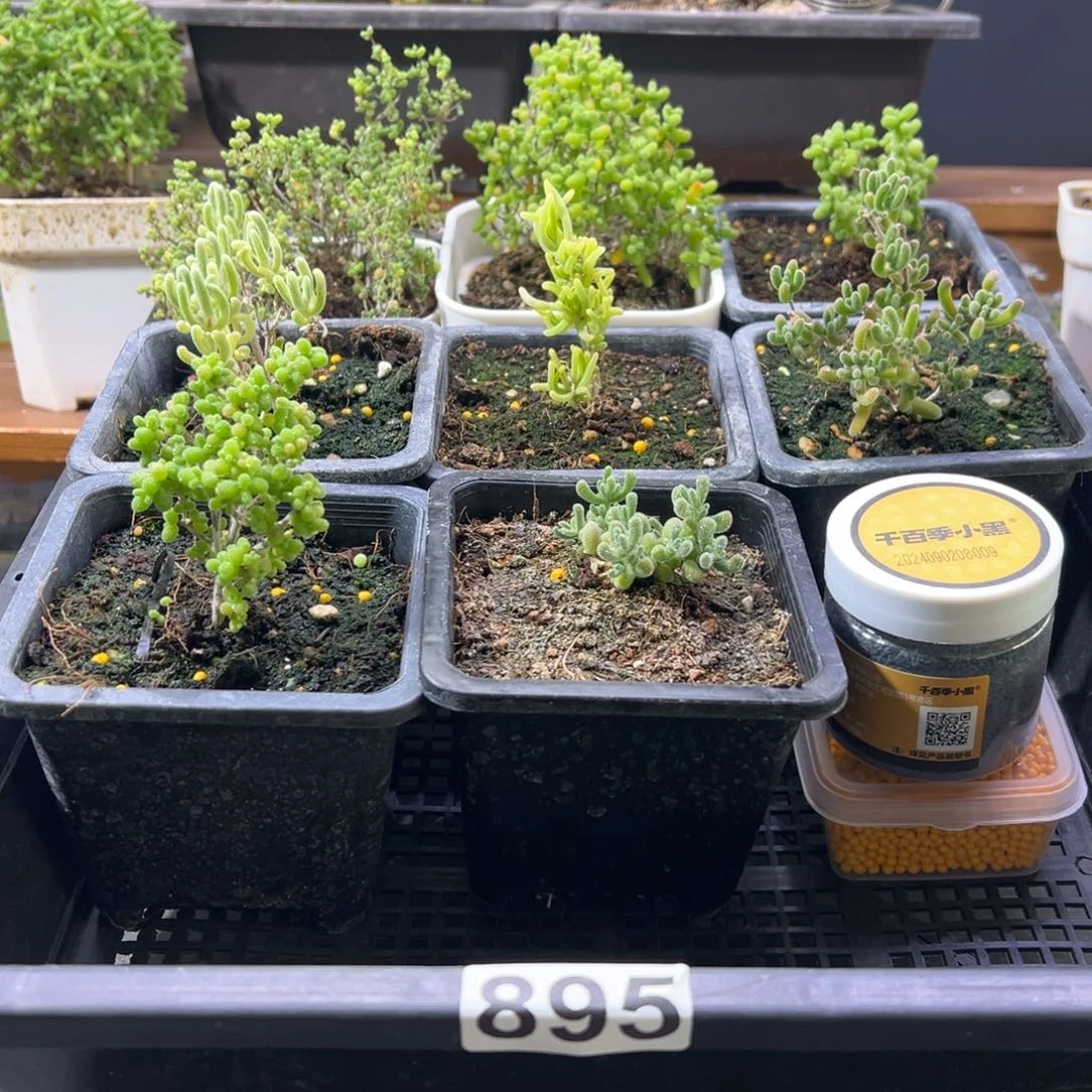 枝干番杏多肉植物895安