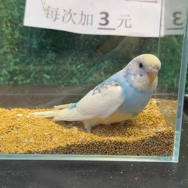 虎皮鹦鹉大头虎皮鹦鹉