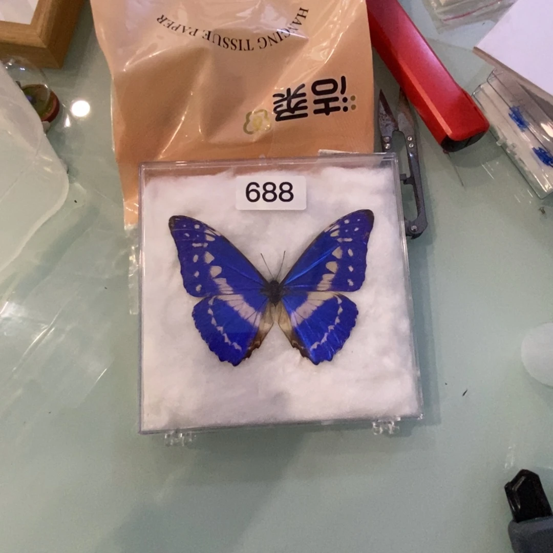 木蝴蝶相框标本摆件