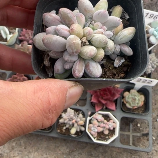 22长叶桃美人缀多肉植物多