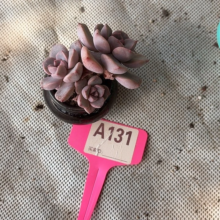 圆*牛牛牛牛牛牛牛牛131