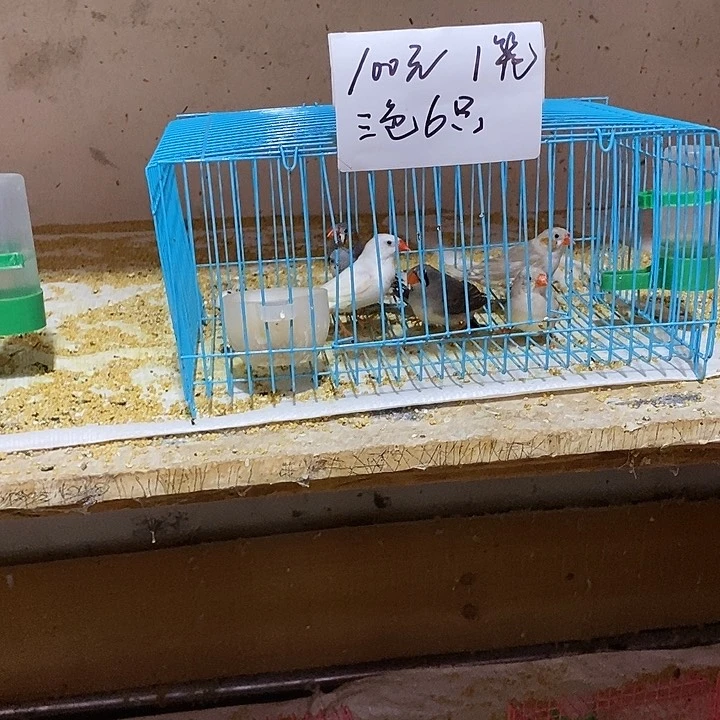 珍珠鸟活**彩三色珍珠加白文公