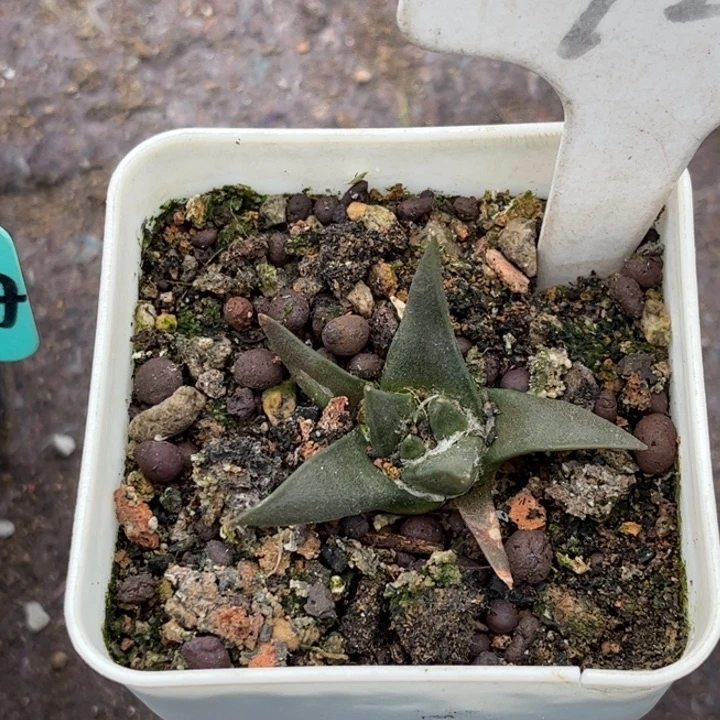 水**穿924实生龙牙好养好活