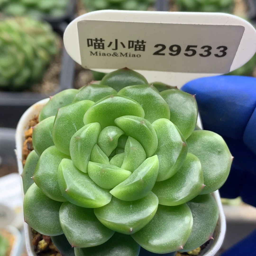多肉植物杂交珍妮