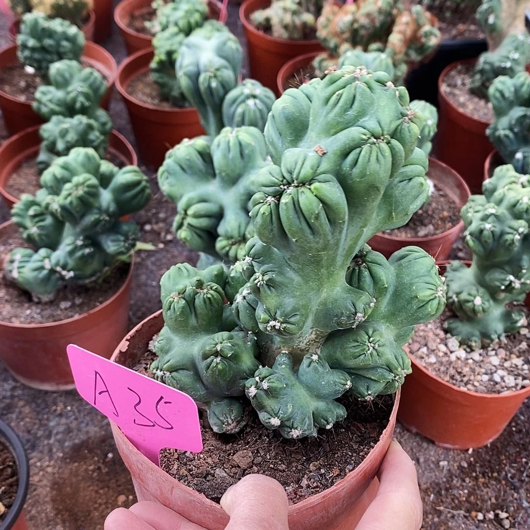 花花草草花花草草