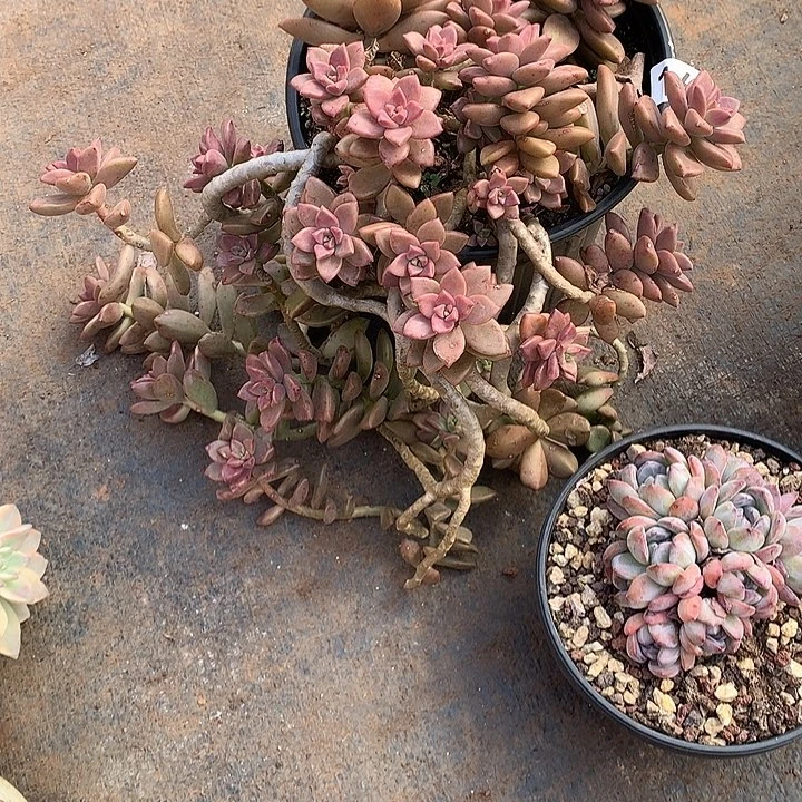 168姬胧月 一物一拍多肉