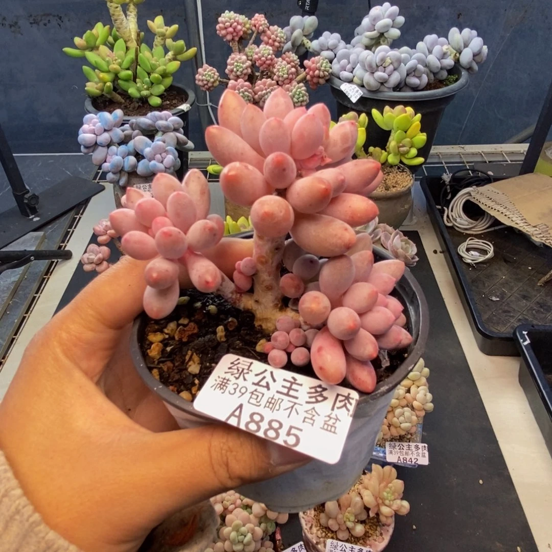 885香水手指奶多肉7c m
