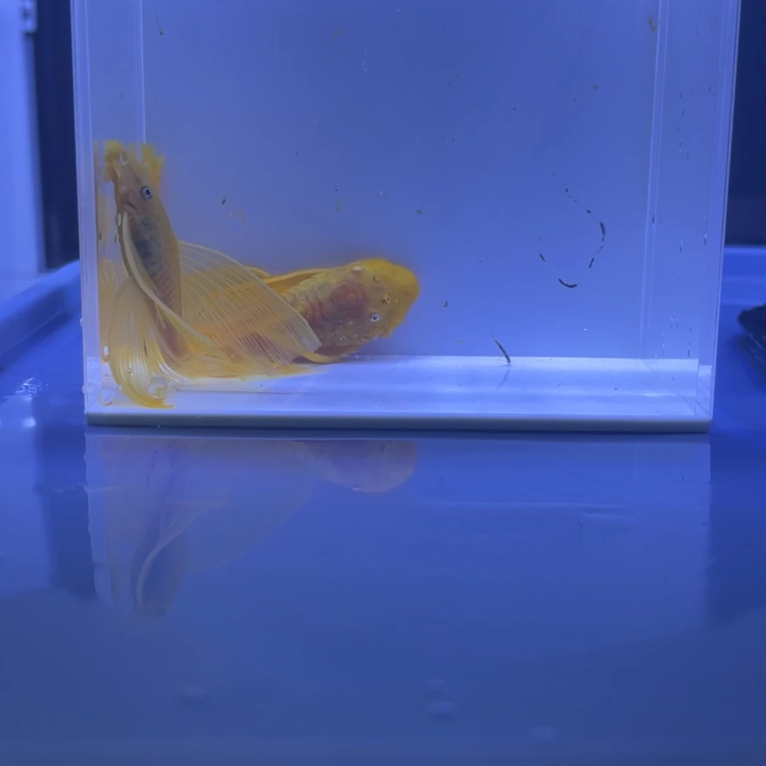 孔雀鱼大帆一对开箱视频报损