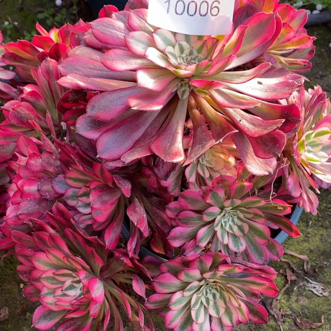 红彤白多肉10006号多肉