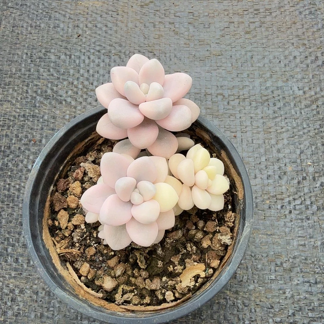 艾伦锦有砍锦上园艺一物一拍