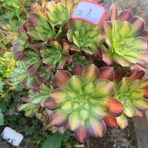 多肉植物韶华295