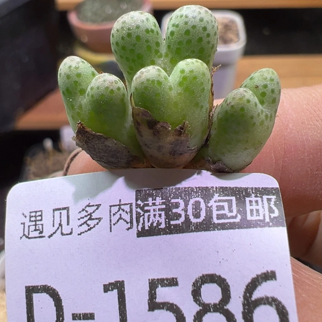多肉植物1111111111