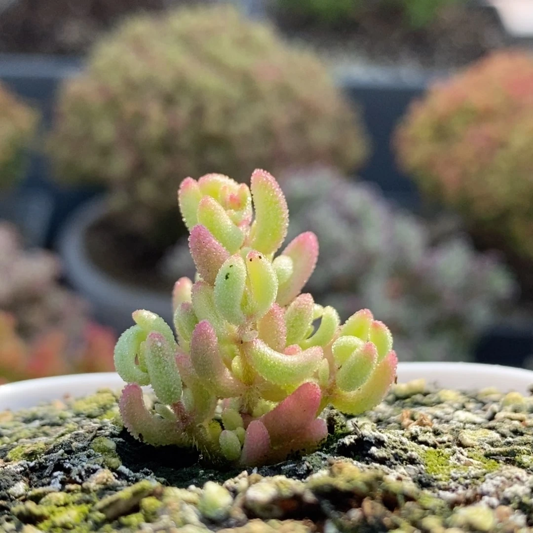 沐*红宝石锦6029枝干番杏