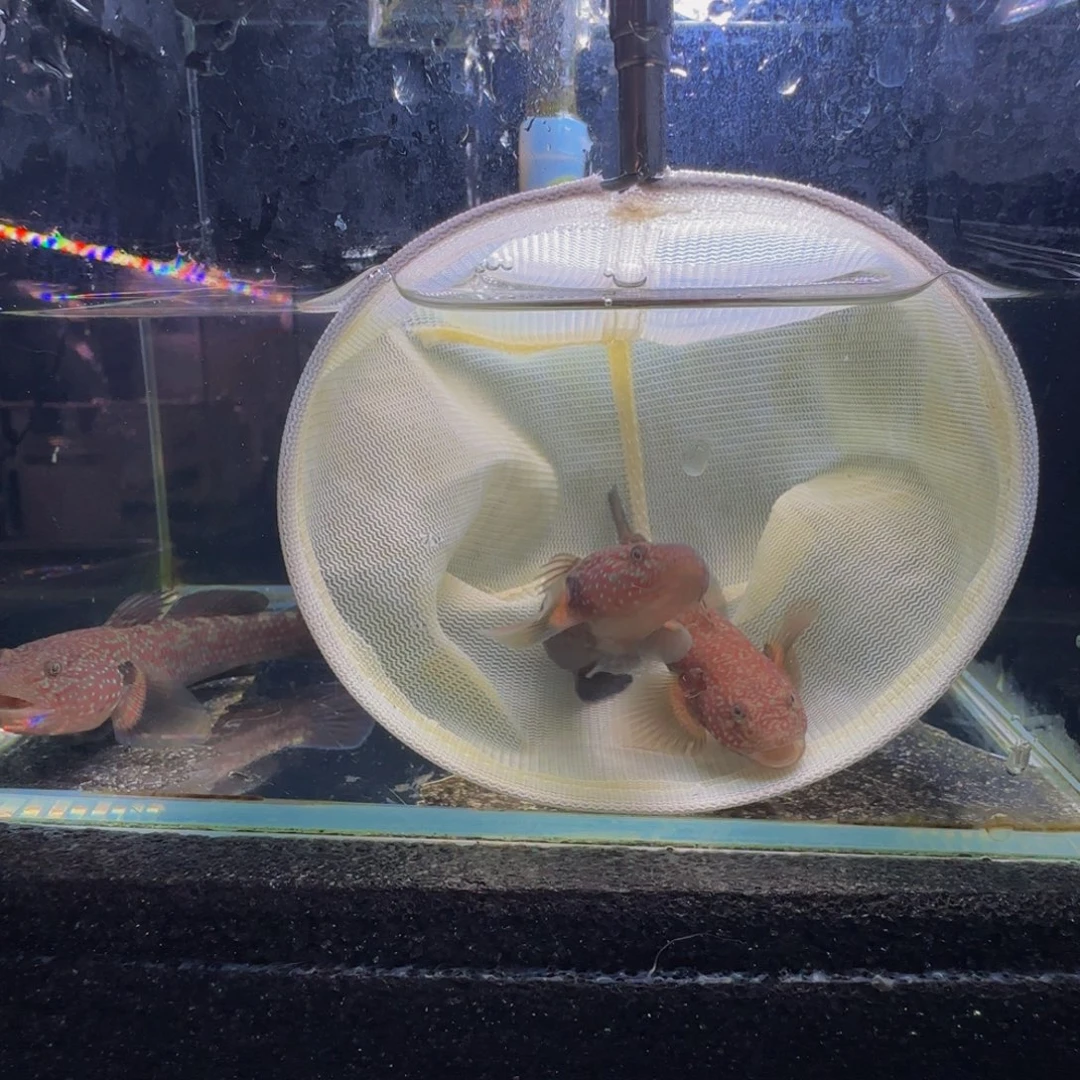 蓝口孵鱼短棘稿7-8一对