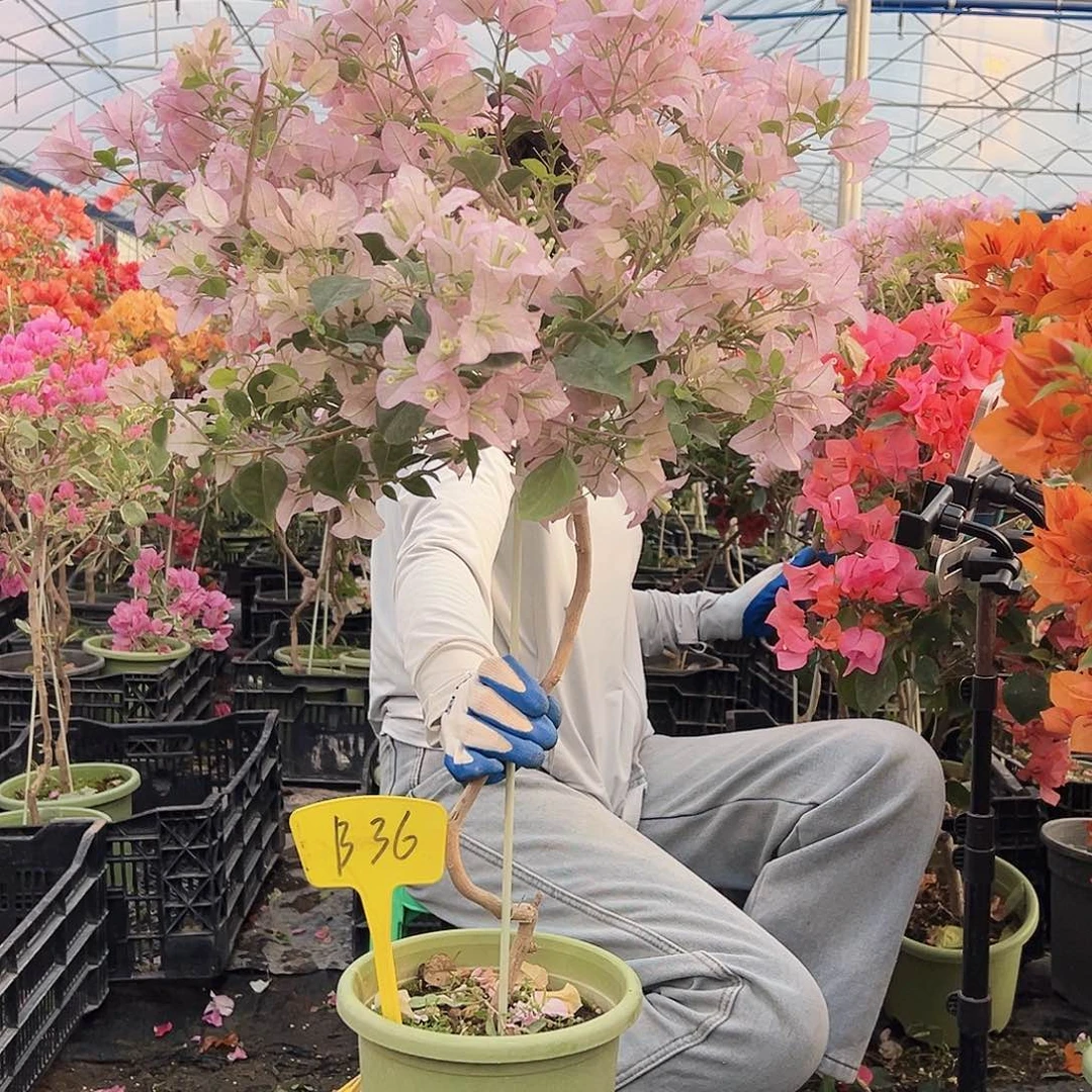 蓝***裙大部分花苞少量开放B36丽娜