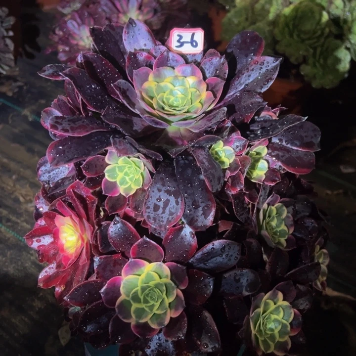 金丝却多肉植物3-6